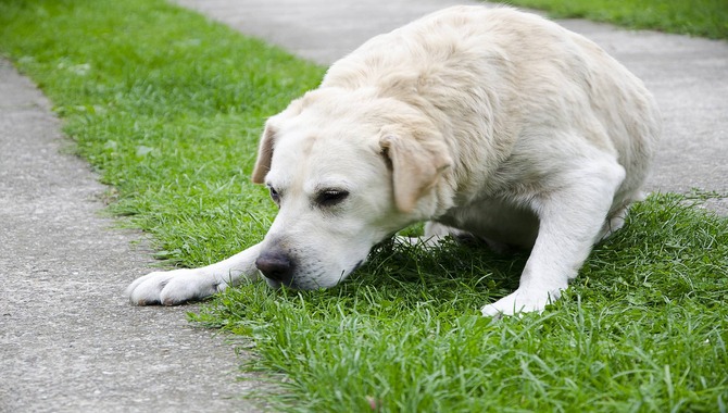 What To Do If Your Dog Is Throwing Up In The Morning