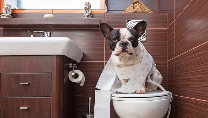 What Triggers A Dog To Go On A Toileting Spree