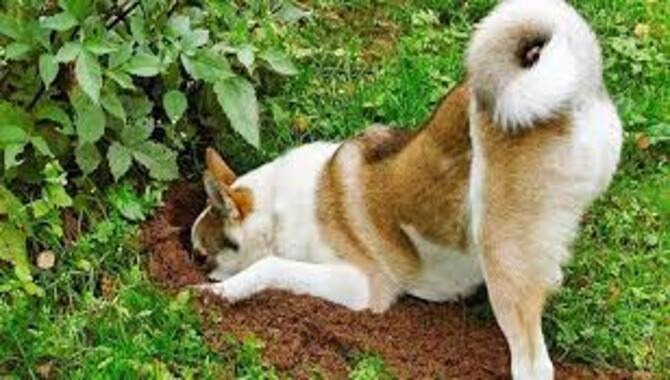 Why Do Dogs Bury Their Nose? 11 Fun Facts
