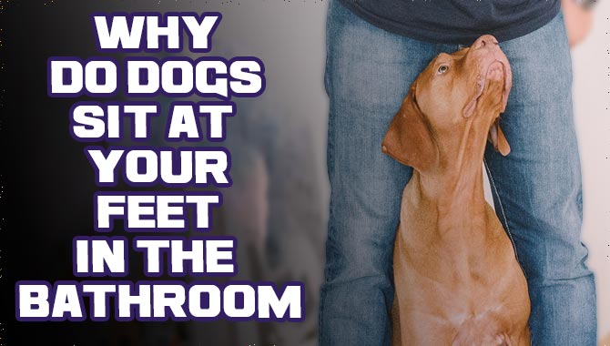 Why Do Dogs Sit At Your Feet In The Bathroom