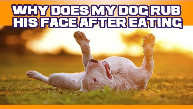 why do dogs rub their face