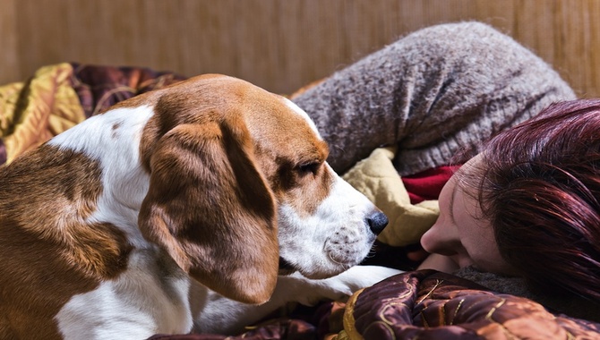 Your Dog Knows You're Sad