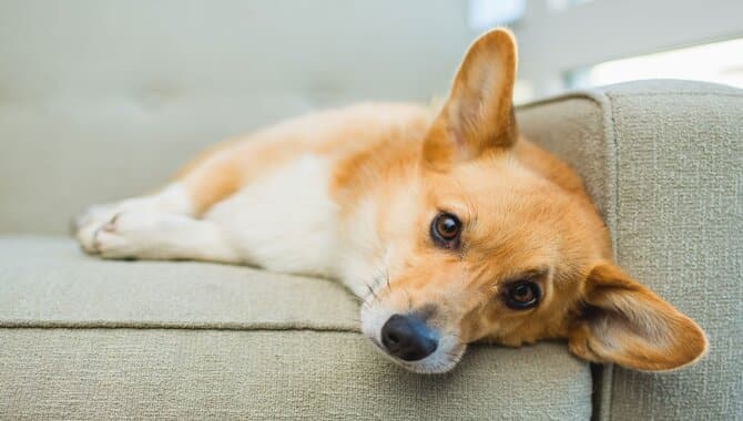 Your Dog Wants Some Quiet Time