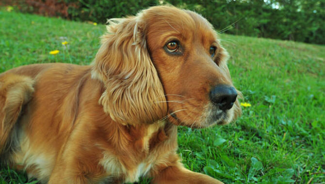 10 Amazing Ways To Keep A Cocker Spaniel's, Coat Shiny