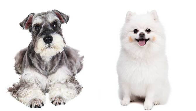 10 Effective Tips to Guide your Schnauzer Pomeranian Mix
