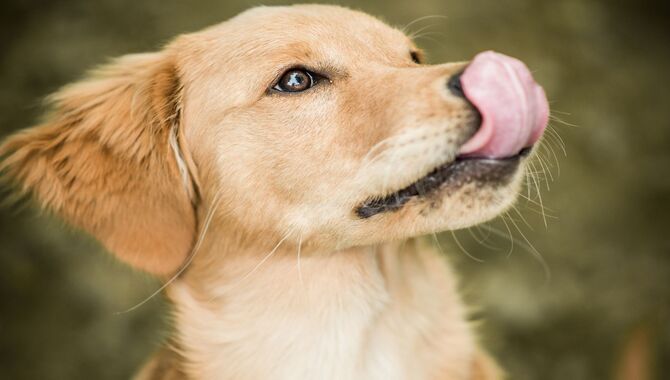10 Reasons Why Dogs Lick Lips When Petted