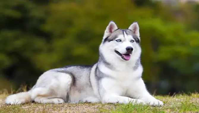 22 Types Of Many Different Breeds Of Huskies Are There
