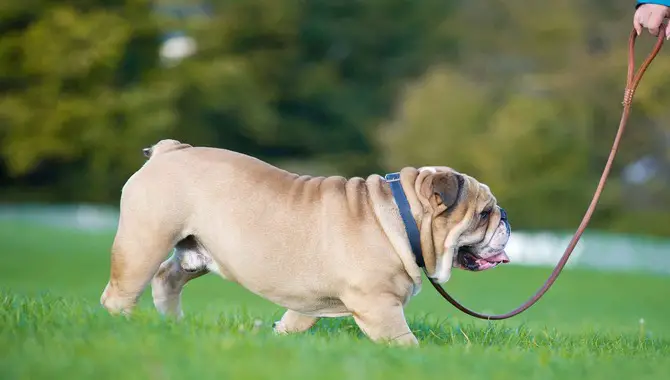 3 Simple Steps To Walk A Stubborn Dog