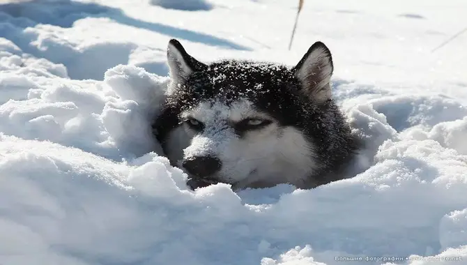 4 Easy Tips On How Cold Can Huskies Stay Outside