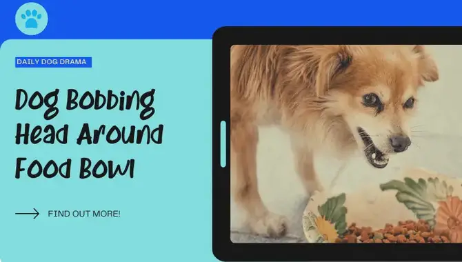 5 Fun Facts About Dog Bobbing Head Around Food Bowls
