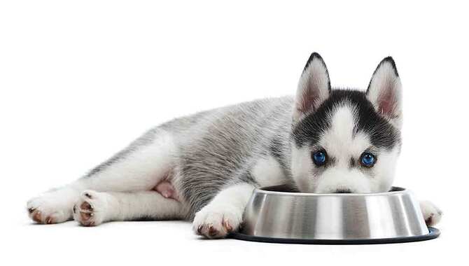 5 Simple Tips On Much Food Should A Husky Puppy Eat
