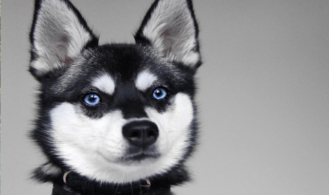 5 Things To Consider Before Getting An Alaskan Klee Kai