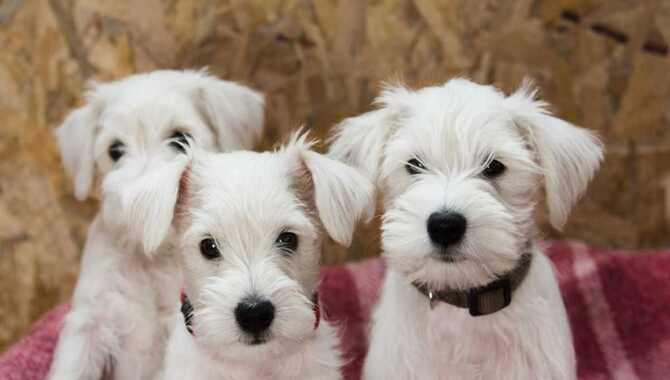 5 Tips For Understanding How Many Puppies A Miniature Schnauzer Can Have