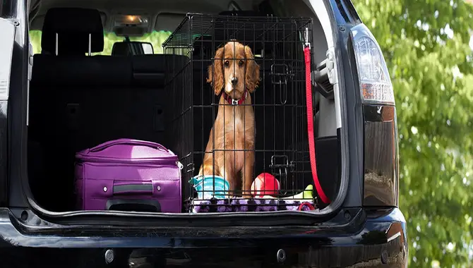6 Awesome Ways To Bring A Puppy Home In The Car