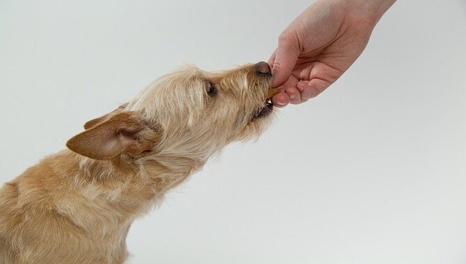 6 Effective Solutions To Stop Hand Feeding Your Dog