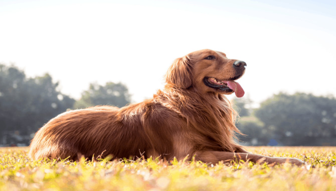 6 Tips For Cleaning Golden Retriever Coat Care