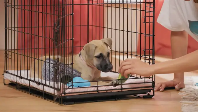 7 Effective Solutions To Soothe A Puppy In A Crate