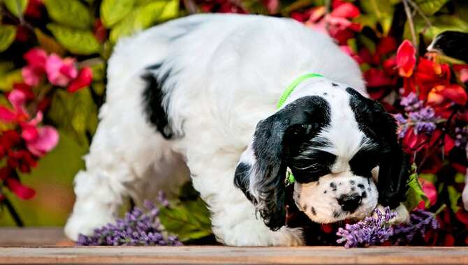 7 Reasons Why Cocker Spaniels Start Smelling Bad