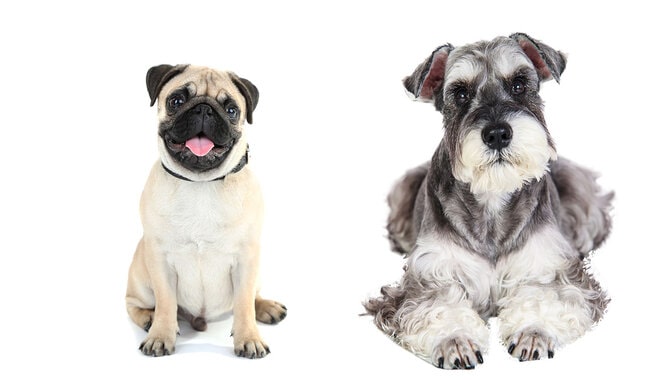 9 Tips For Raising A Schnauzer Pug Mix Puppy