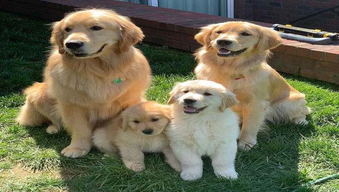 About Golden Retrievers Breed