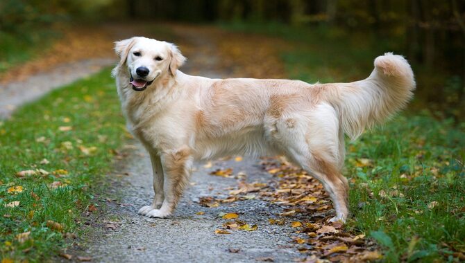 About Golden Retrievers Temperament