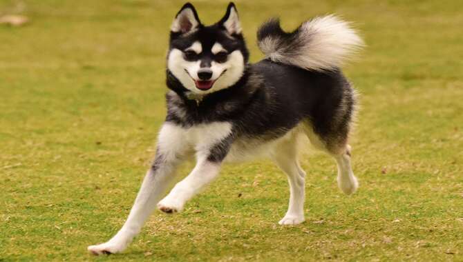 About Husky Breed Characteristics At A Glance
