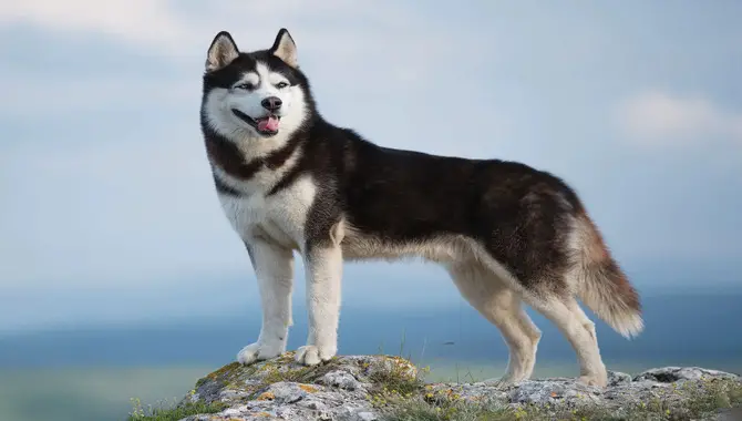 About Husky Breed