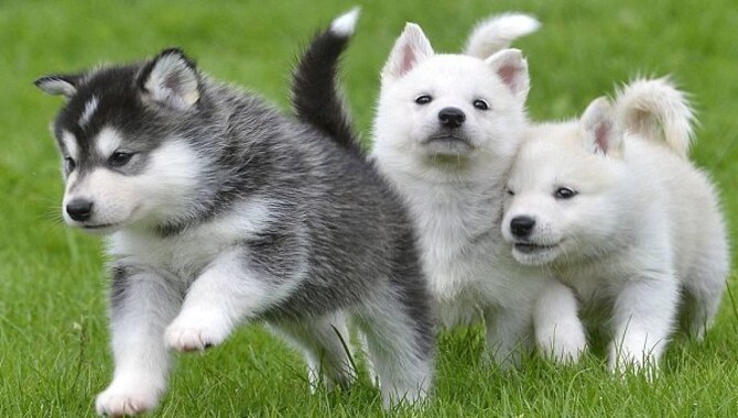 About Husky Dog Breed