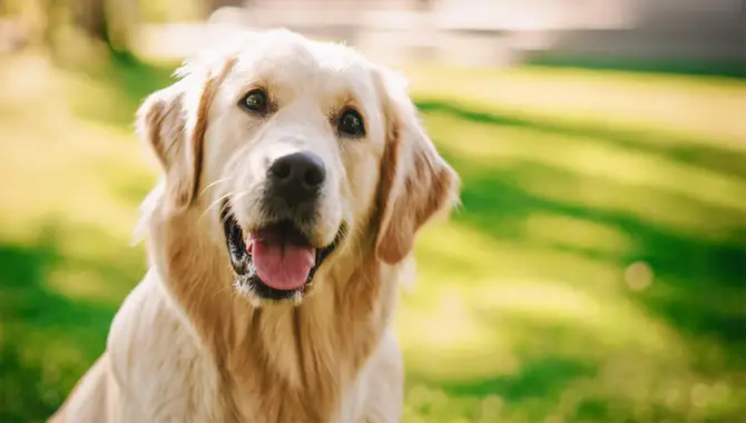 About The Golden Retriever A Details Guide
