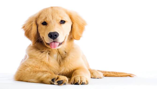 About The Mini Golden Retriever At A Glance