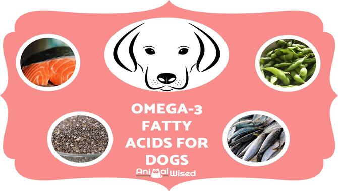 Add Omega Fatty Acids To Your Dog's Diet