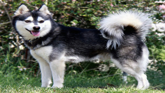 Alaskan Klee Kai Breeders