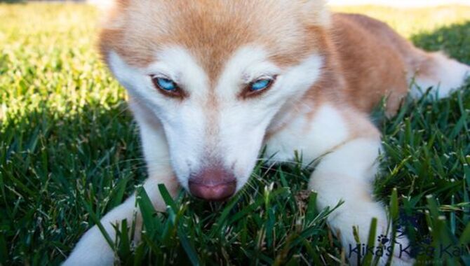 Alaskan Klee Kai Eye Colors