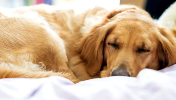 Amount Of Sleep Golden Retrievers Need