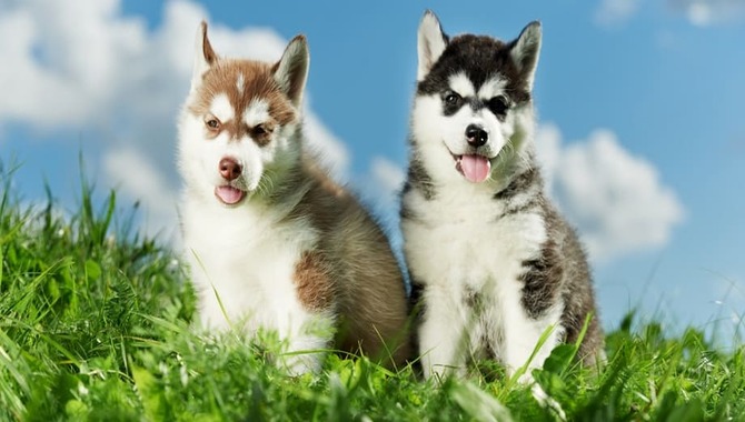 An Effective Answer To How Big Do Huskies Grow