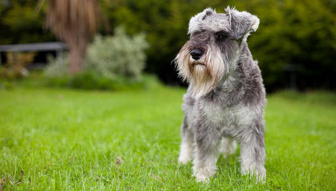 Schnauzer’s Temperament And Behavior