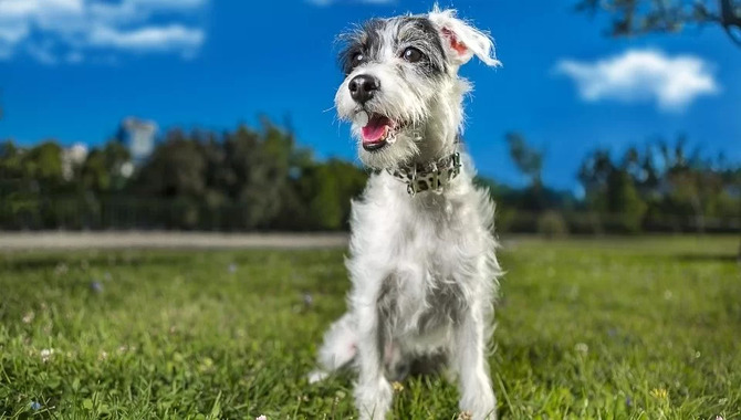 An Estimation Of How Long Do Schnauzers Live