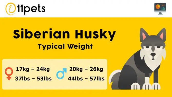 An Estimation Of How Much Should My Husky Weigh