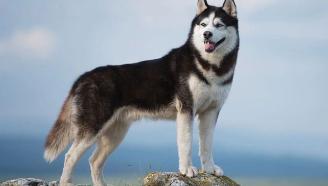 An Estimation Of How Tall Huskies Can Get