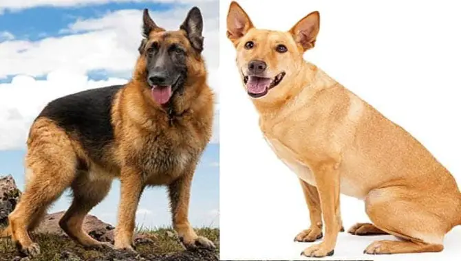 An Overview Of The German Shepherd Dingo Dog Mix