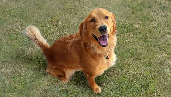 Are Golden Retrievers Smart- Pros & Cons Of Having A Smart Dog