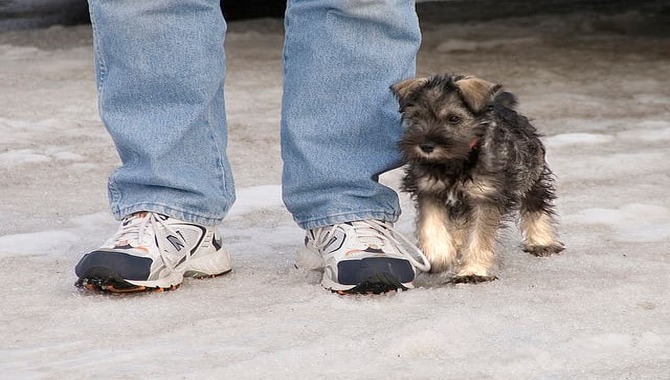 Are Miniature Schnauzers Good With Kids And Babies?