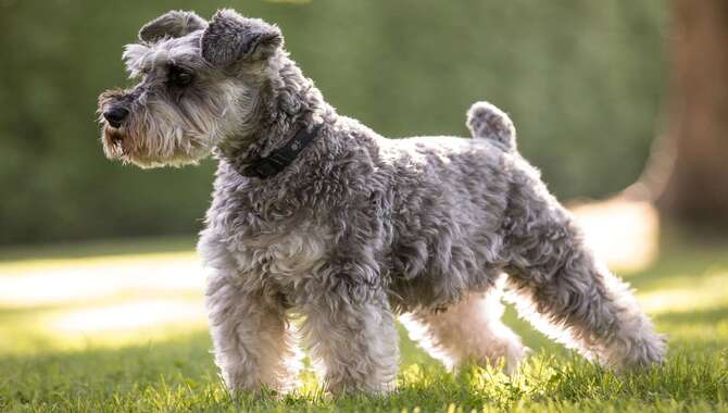 Are Miniature Schnauzers Kid-Friendly?