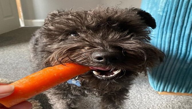 are carrots good for a standard schnauzer