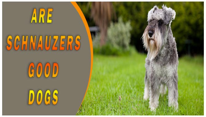 Are Schnauzers Good Dogs