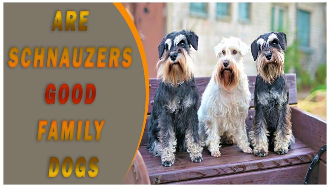 Are Schnauzers Good Family Dogs
