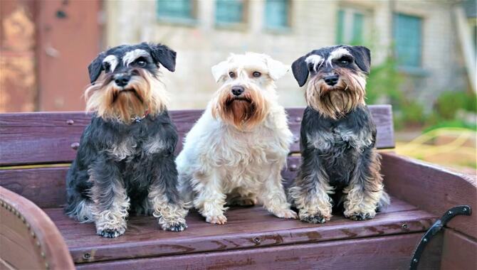 Are Schnauzers High Maintenance