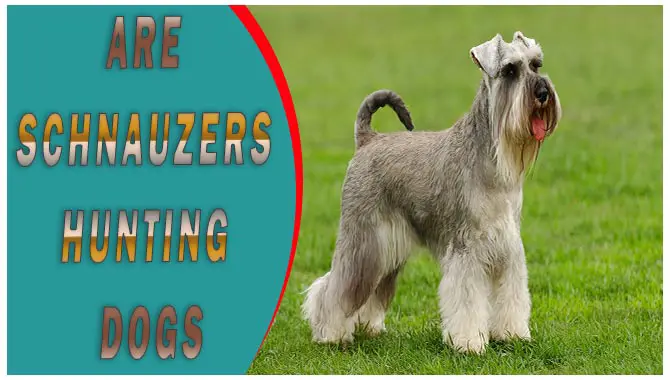 Are Schnauzers Hunting Dogs