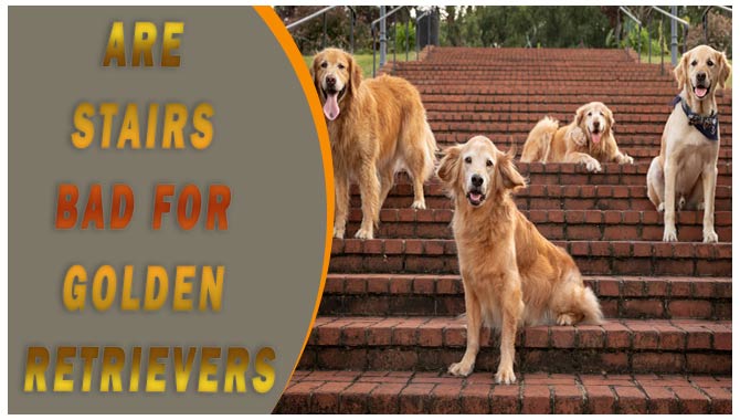 Are Stairs Bad For Golden Retrievers