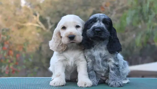Astonishing Point To Buying A Cocker Spaniel Puppy